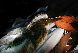 雏鸟 在线观看,在线观看萌动瞬间 第3张 雏鸟 在线观看,在线观看萌动瞬间 第3张